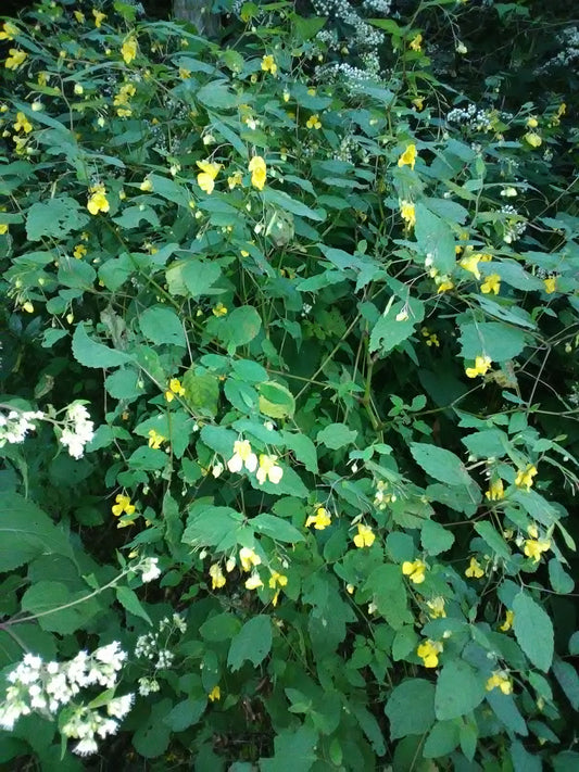 Poison Ivy Remedy Soap