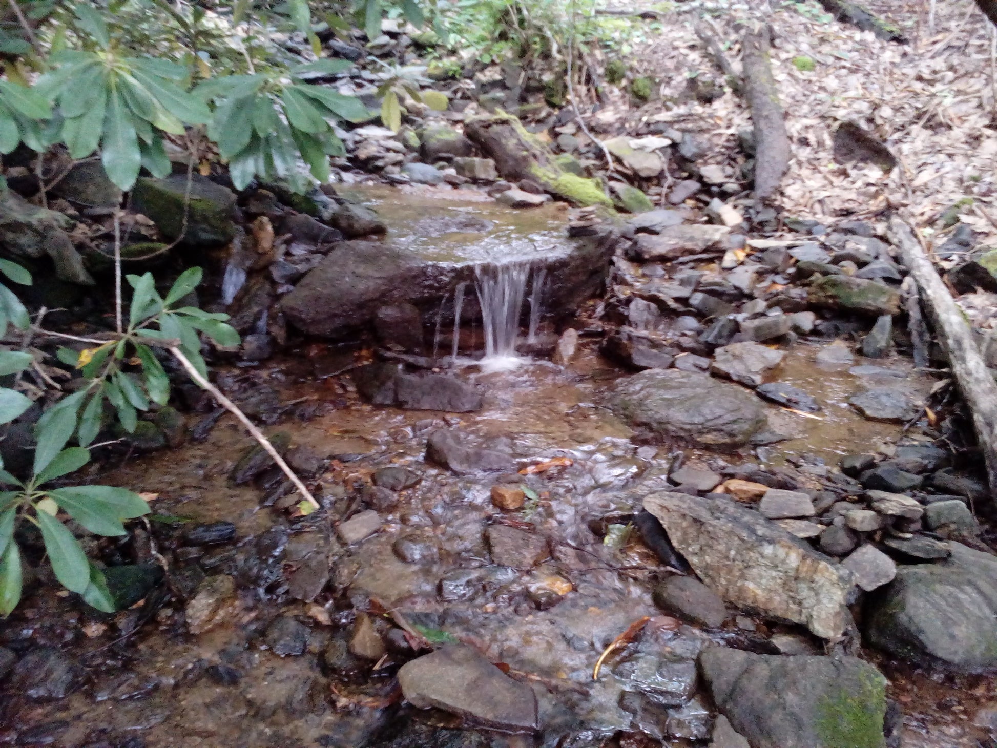 Plant Walk at Dingle Creek!