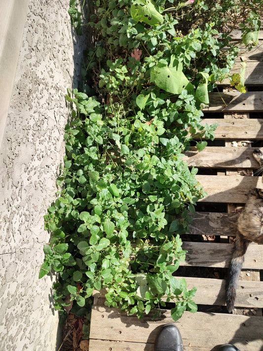 Dried herbs and other additives