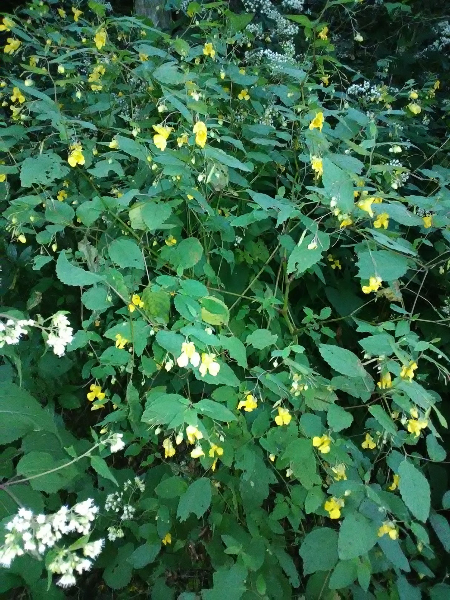 Poison Ivy Remedy Wipes